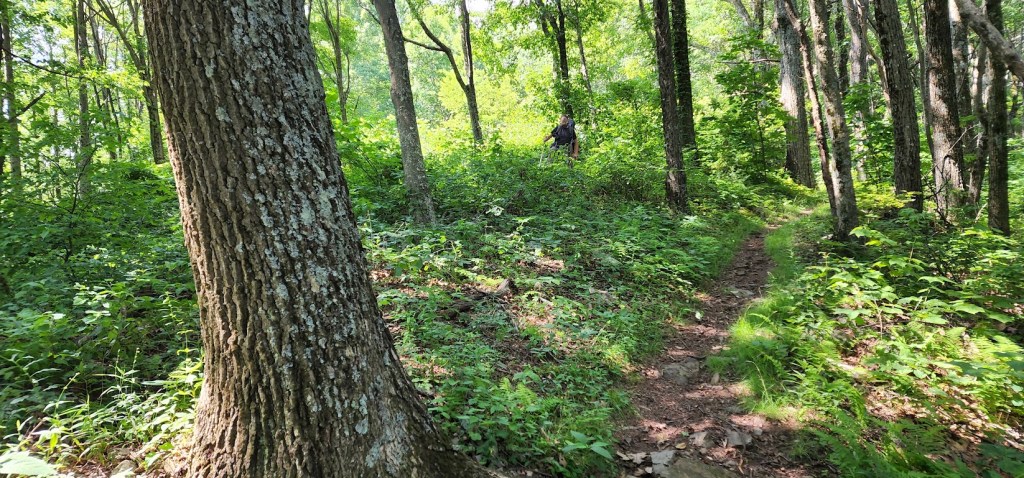 Dustin, far away from the camera and centered in the frame, can be seen picking his way through the underbrush. The trail passes along the right side of the photo. 