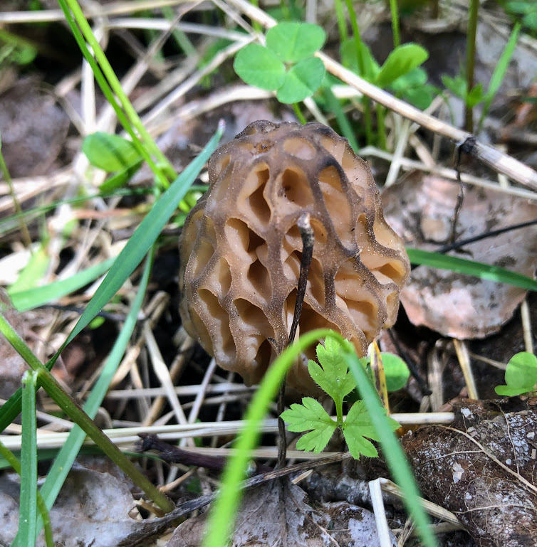 A small brown morel mushroom, its cap full of deep groves, grows among pine needles.