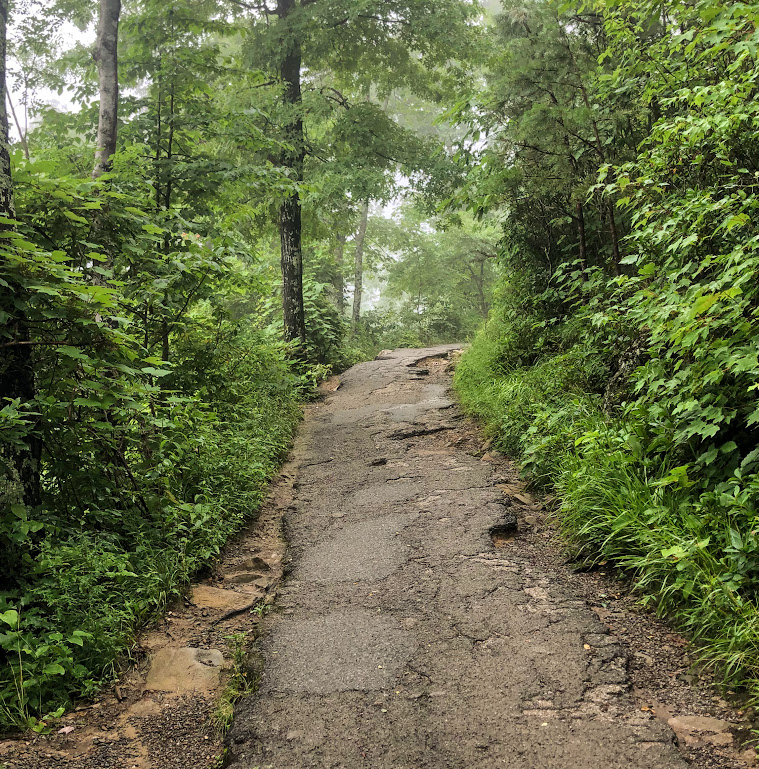 A broken asphalt trail winds through green trees and underbrush.