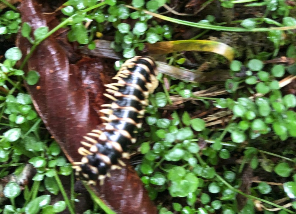 A blurry photo of a black and yellow centipede.