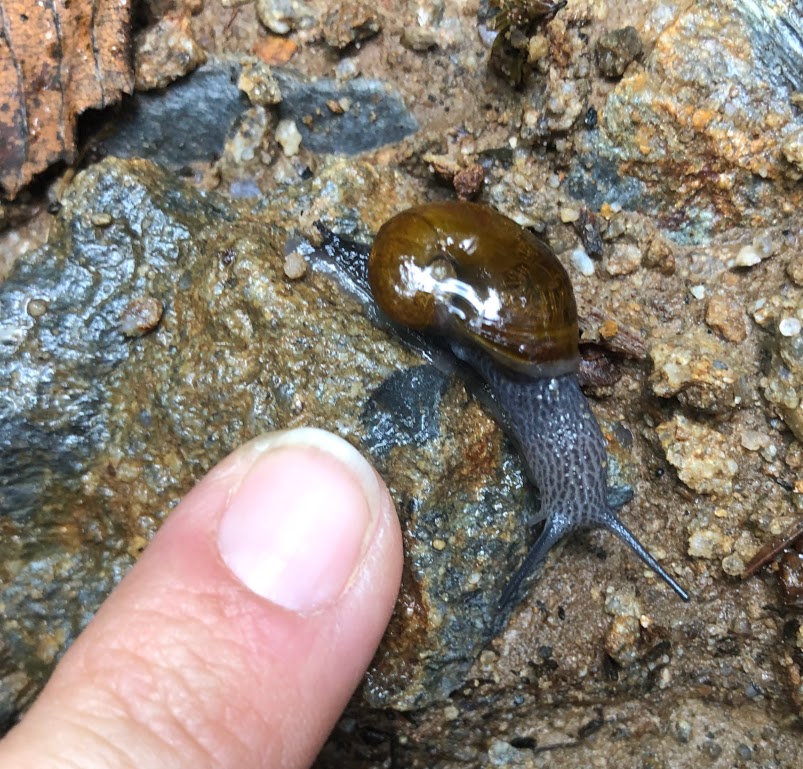 Laura's finger points at a snail that is about half the size of her fingernail.