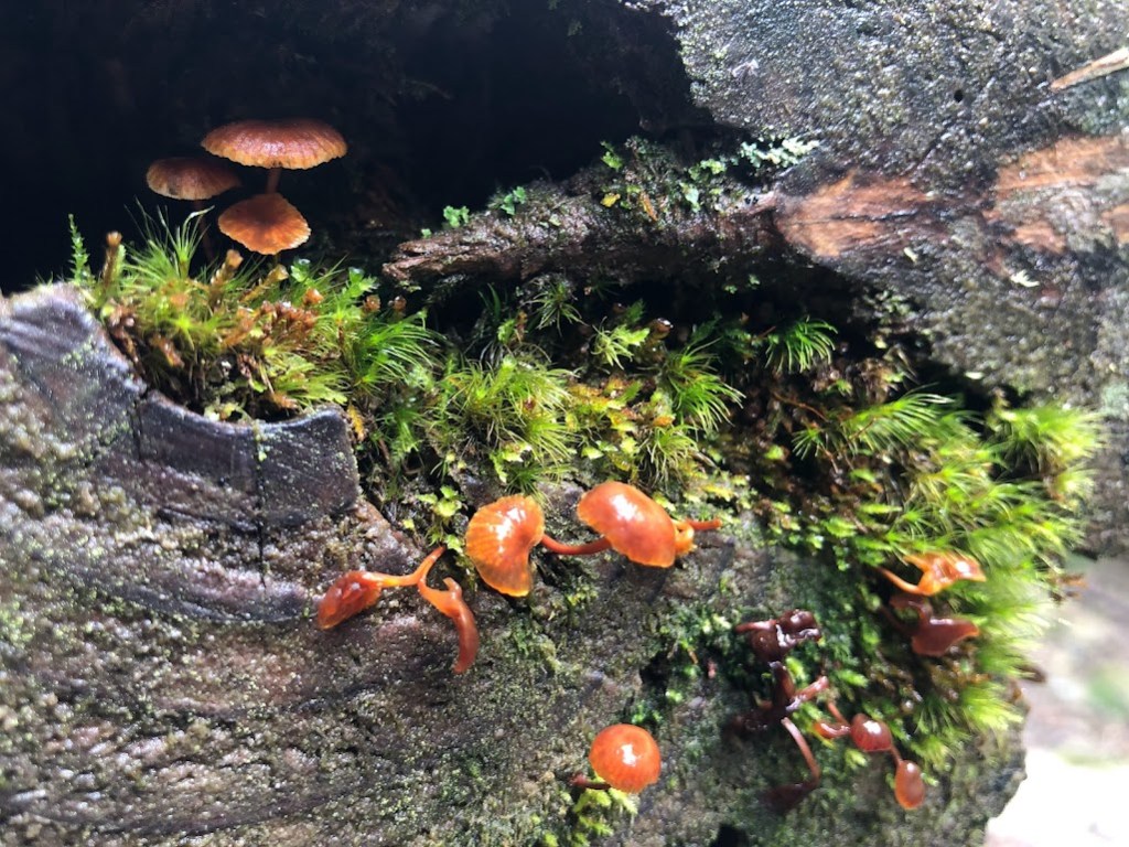Tiny, transparent, orange, umbrella-shaped mushrooms grown beside green moss on a rock.