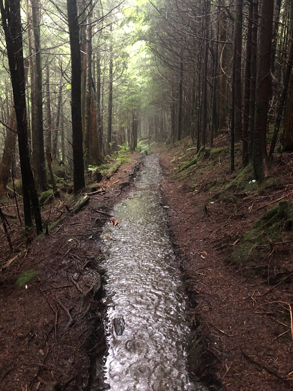 A rocky trail runs with several inches of water, lined with a dark gloomy forest on either side. 