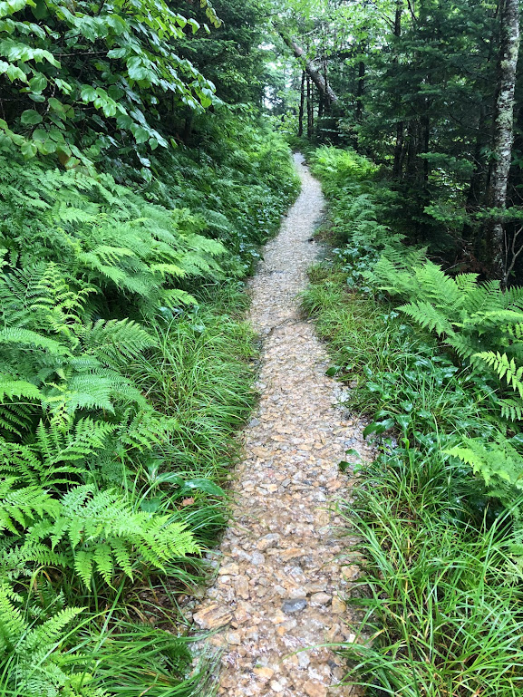 A rocky trail runs with several inches of water, lined with bright green ferns on either side. 