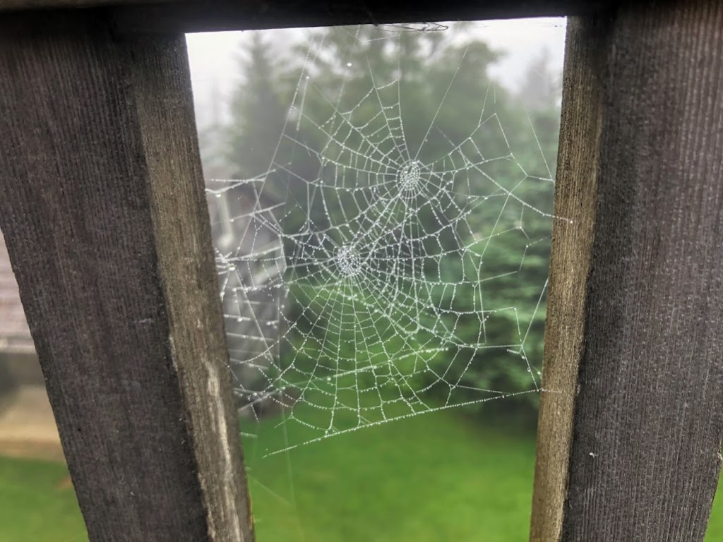 Two spiderwebs beaded with raindrops.