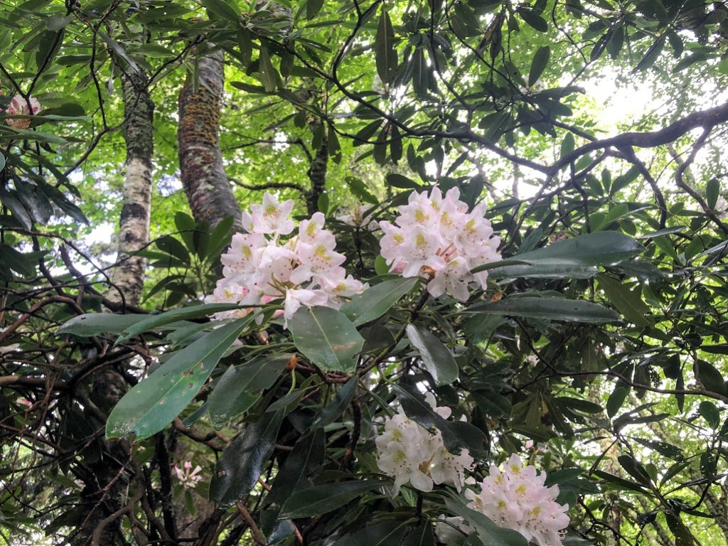 A branch of a rhododendron bush bearing clusters of light pink flowers and dark, oblong leaves.
