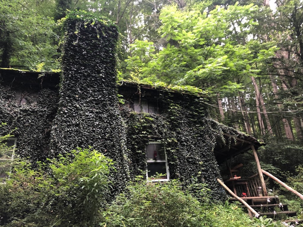 A building fills most of the frame, surrounded by bright green foliage. The building is almost completely covered in dark green ivy. The shape of a chimney can be made out at its center, with a window and stairway barely visible to the chimney's right.