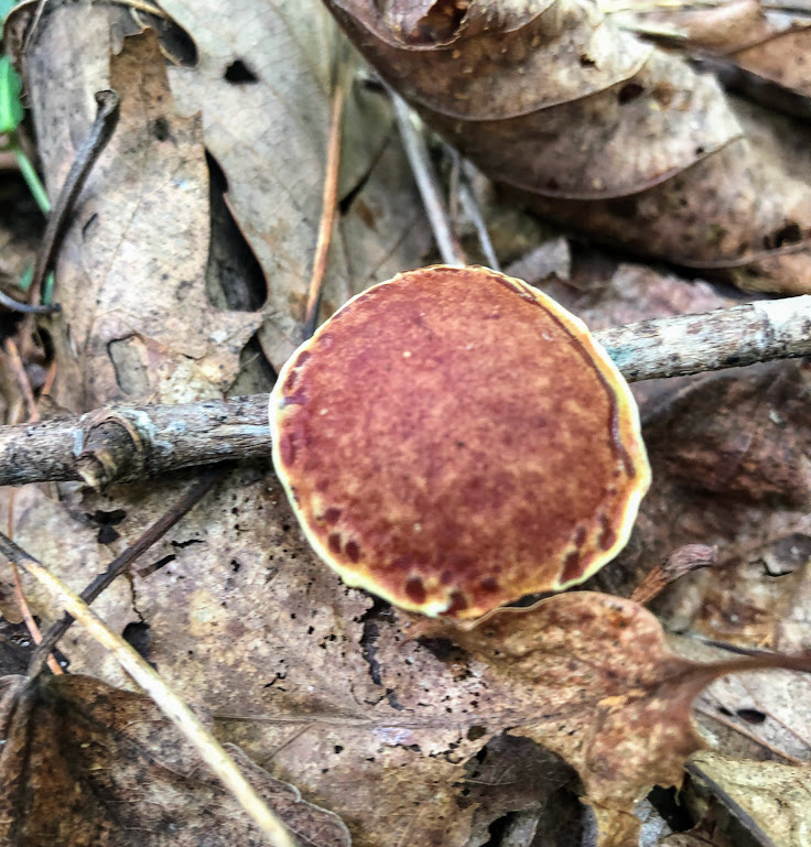 The cap of a brown mushroom with a white border sits amidst dry leaves.