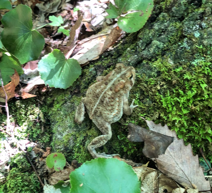 A brown toad with a white stripe down his back sits on a mossy rock.