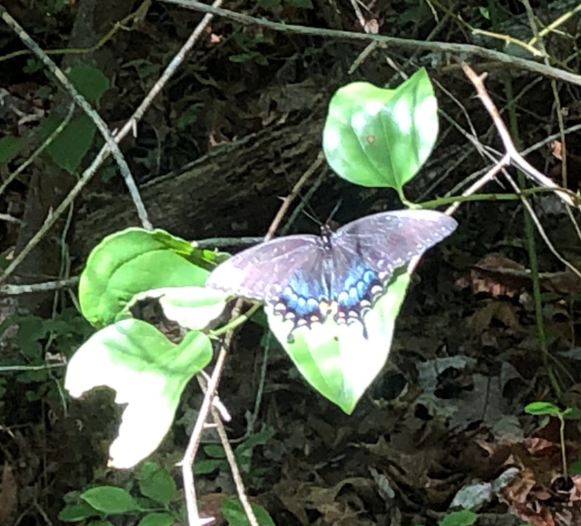 A swallowtail butterfly perches on a leaf in the center of the photo.