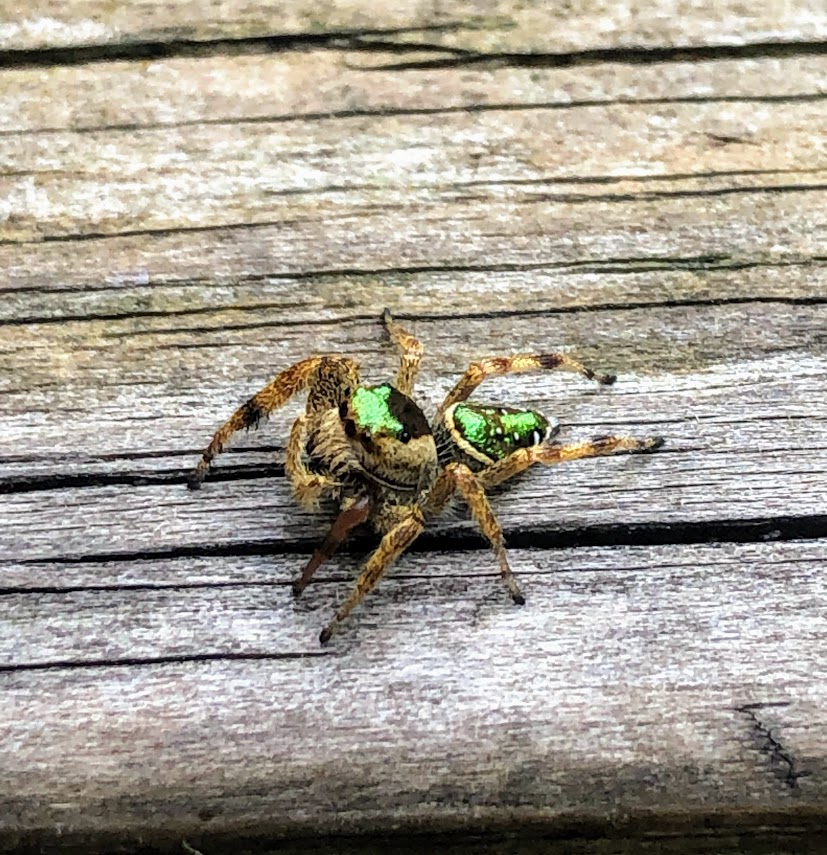 Close up of a jumping spider with brown legs and face, and patches of iridescent green on his head and abdomen. 