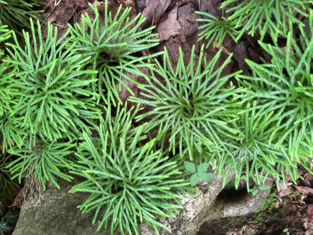A closeup of fan clubmoss, which grows in a kind of spiral pattern.