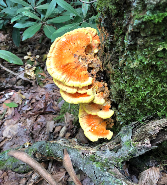 Five lobes of orange-and-red self mushrooms grow from the mossy side of a tree trunk.