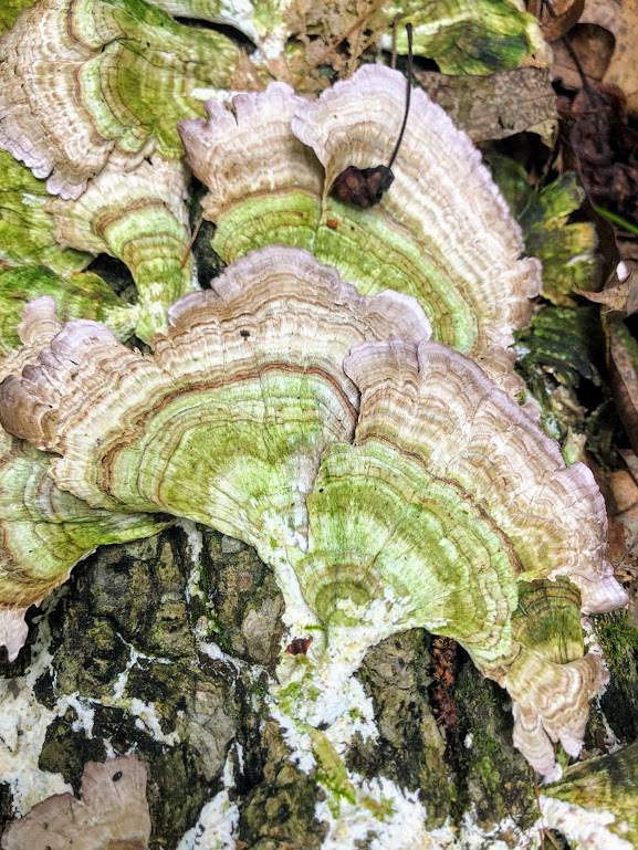 A close up of turkey tail mushrooms, shaped like fans. A green moss grows on the bottom of the mushroom, causing the stripes closest to the tree trunk to look green instead of brown and white.