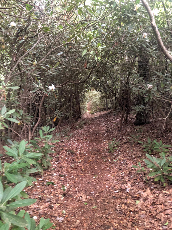 The trail runs from the bottom of the photo toward the back, framed on top and both sides by the branches of laurel bushes.
