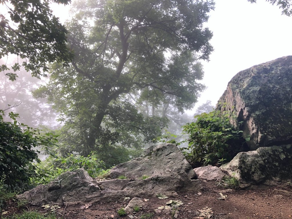 Large boulders framed by trees in the mist. 