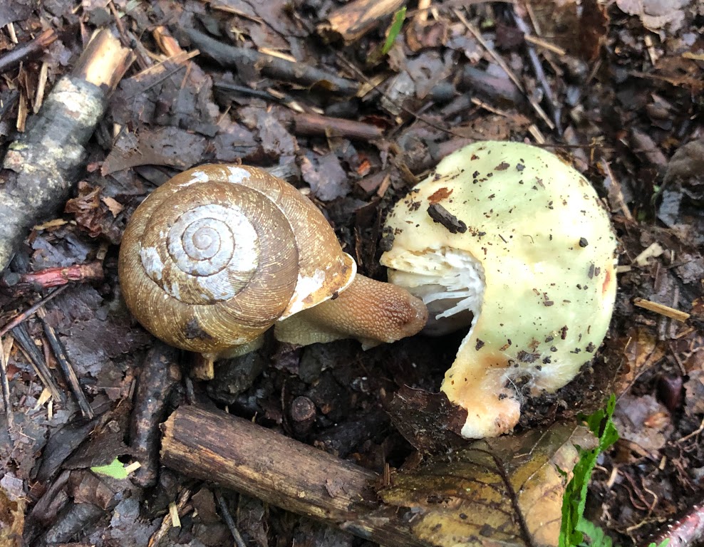 A snail with a brown shell eats a yellow-green mushroom about the same size and shape as the snail.