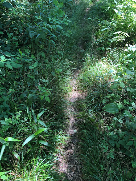 Grass and underbrush nearly obscure the trail, which runs from the bottom to the top of the vertical photograph.