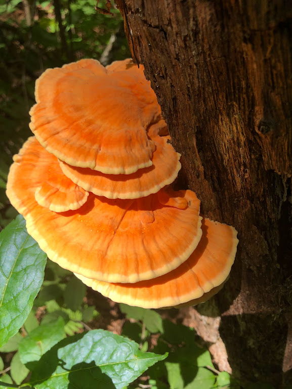 Large, bright orange chicken-of-the-woods mushrooms growing from a stump. 