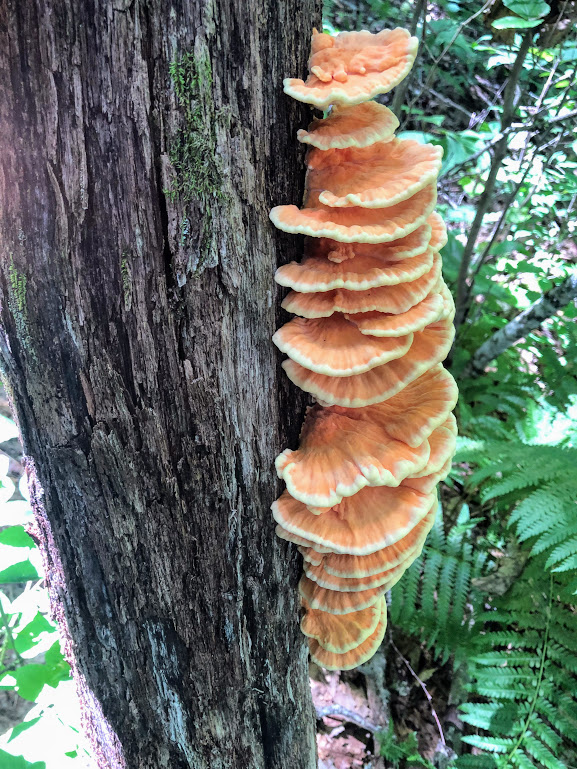 A large batch of chicken-of-the-woods (orange and yellow shelf mushrooms) grow down the side of a tree trunk.