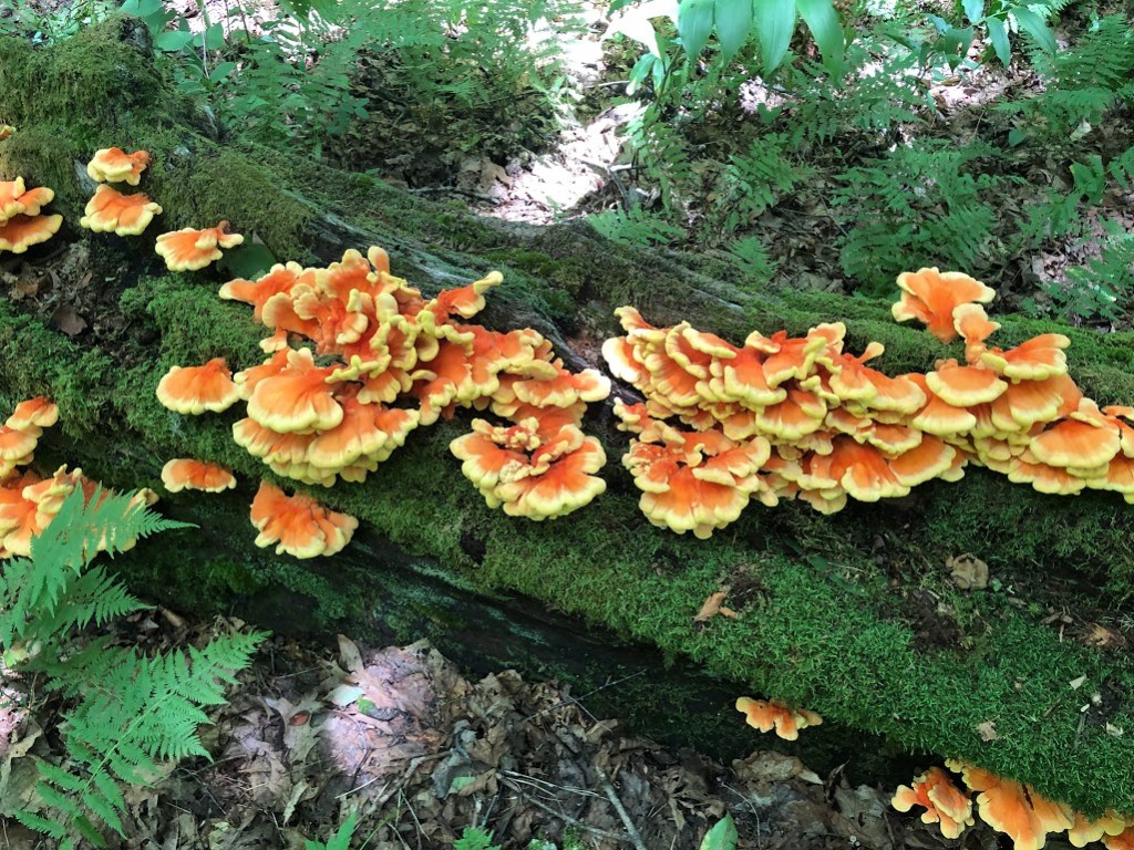 A fallen tree trunk, covered with green moss and dozens upon dozens of chicken-of-the-woods mushrooms, stretches from one side of the photo to the other. 