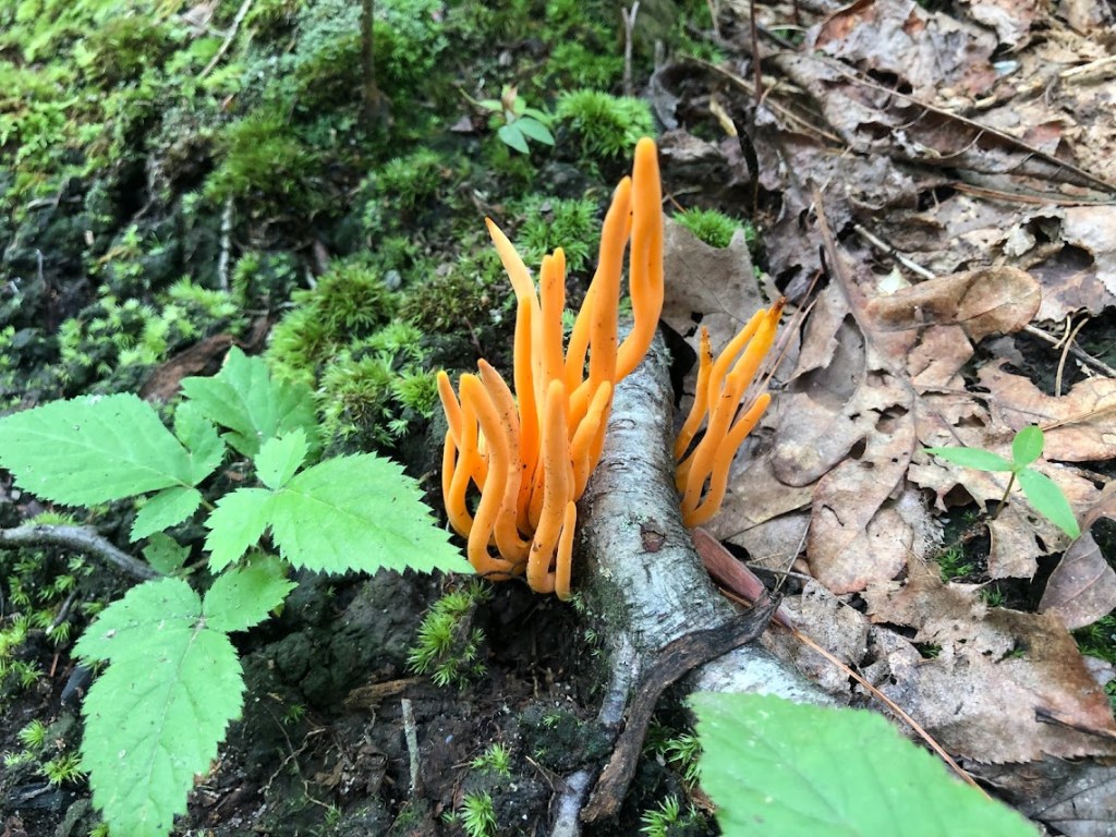 Orange, tentacle-shaped fungi rise on either side of a fallen branch, about a dozen total, 3-4" tall. 