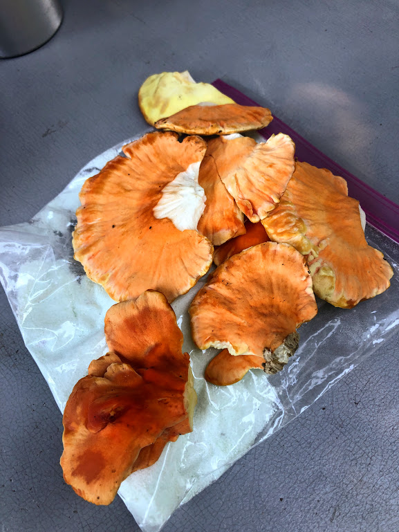 A pile of recently plucked chicken-of-the-woods mushrooms. 