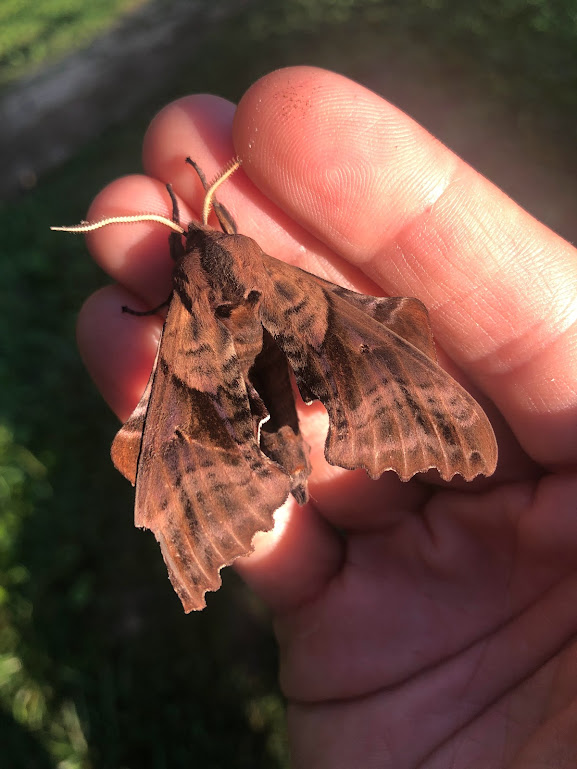 Close up of a brown moth with ruffled wings sitting on Laura's fingers. 