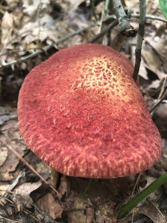 Top-down photo of a large, round mushroom cap that is bent down on the right side. The cap is red appears to be furry. 