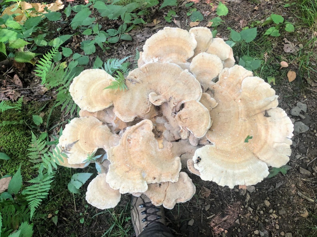 A top-down view of the large shelf mushroom. It is tan colored with many ruffle-edged lobes. 