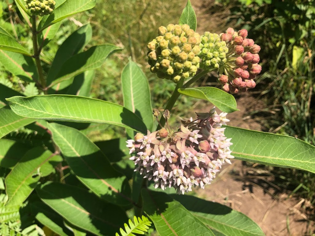 Closeup of clusters of milkweed flowers and buds. 