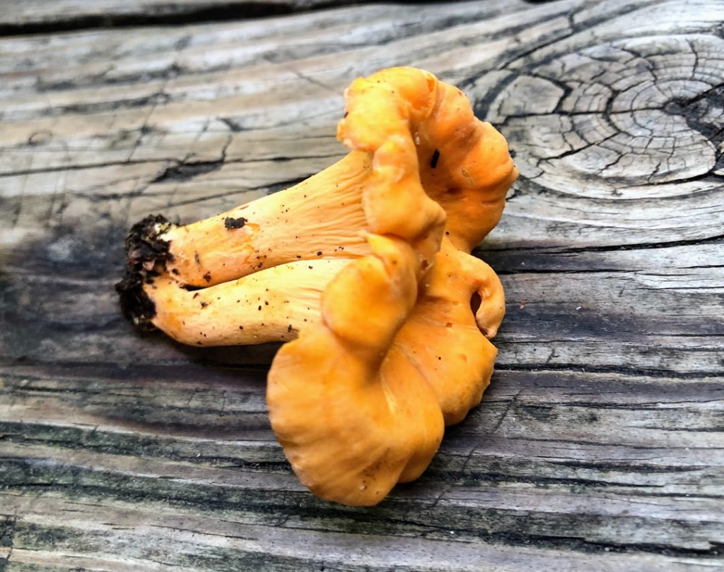A ruffled orange chanterelle mushroom, recently plucked with dirt still on its stem, laying on a wood board.