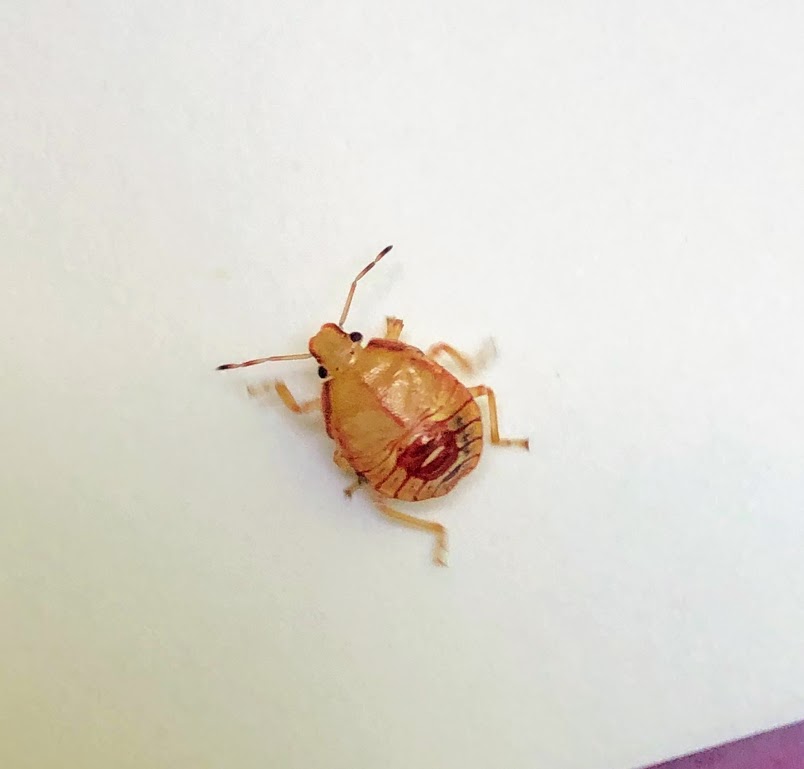 Closeup of a small yellow bug with a red spot on its back. 
