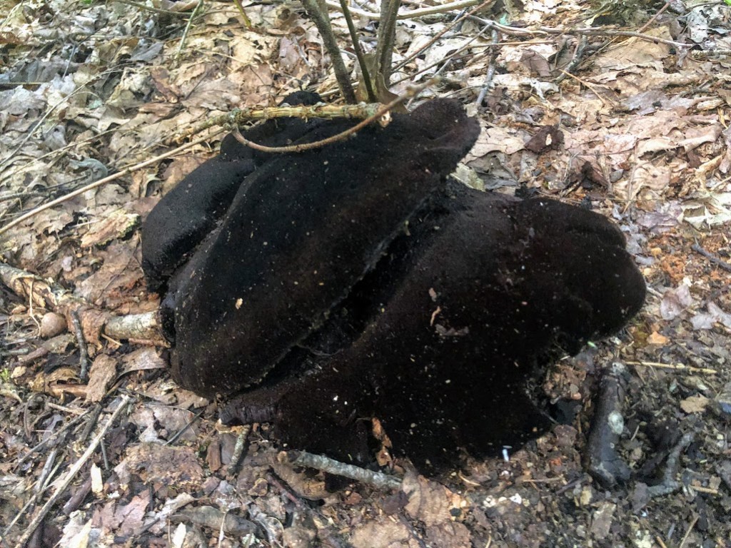 Something furry and black sits on the dry leaves of the forest floor. 