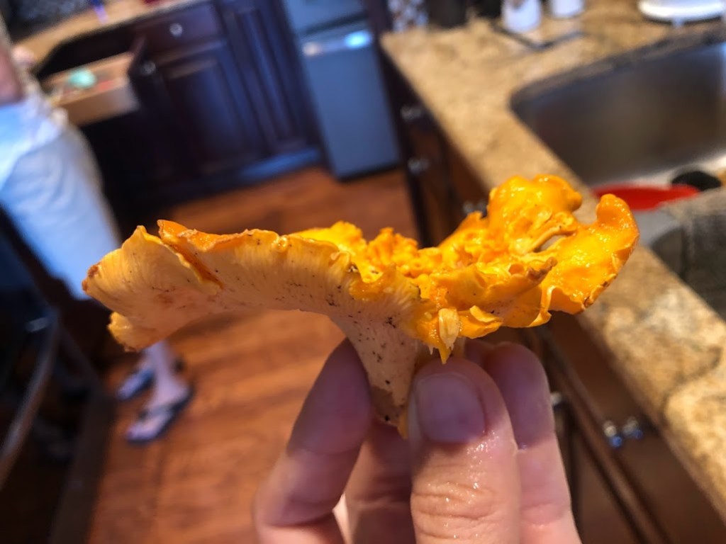 Close up of Laura's fingers holding an orange mushroom with a wide, ruffled cap. 