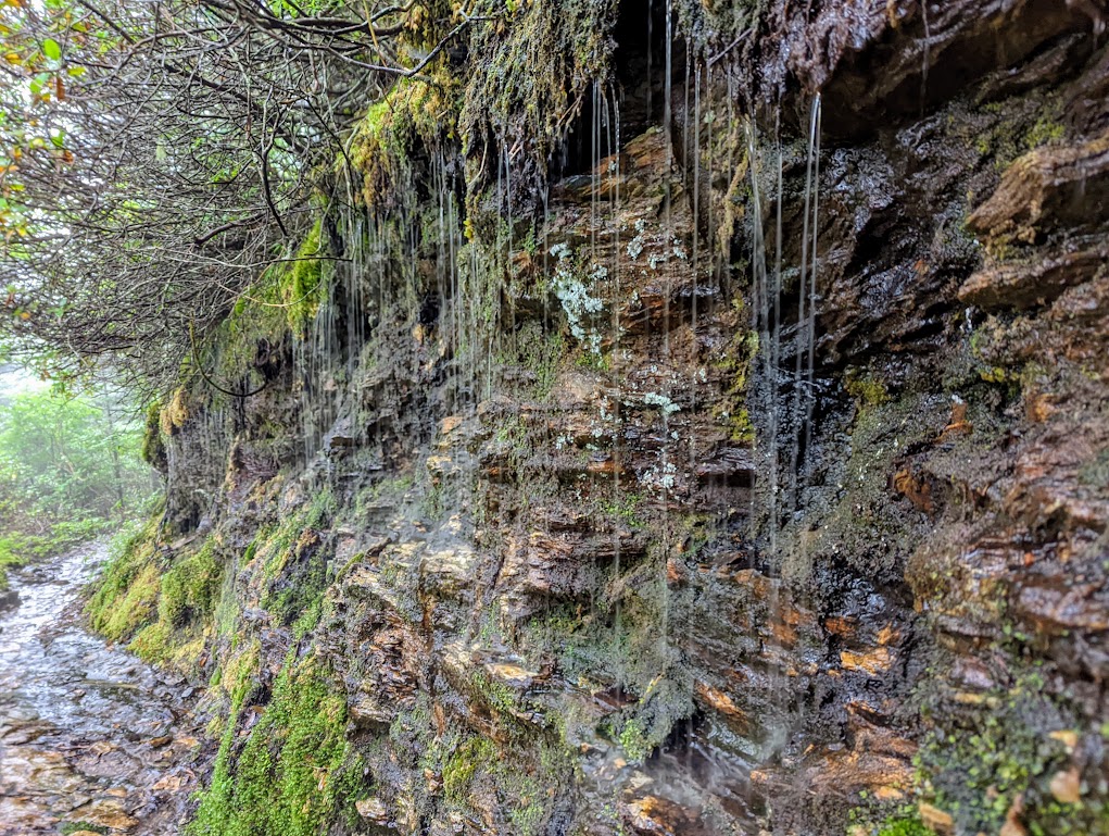 A rocky outcrop covered in moss streams water from every surface, which water pools below and cascades down what would normally be a trail. 