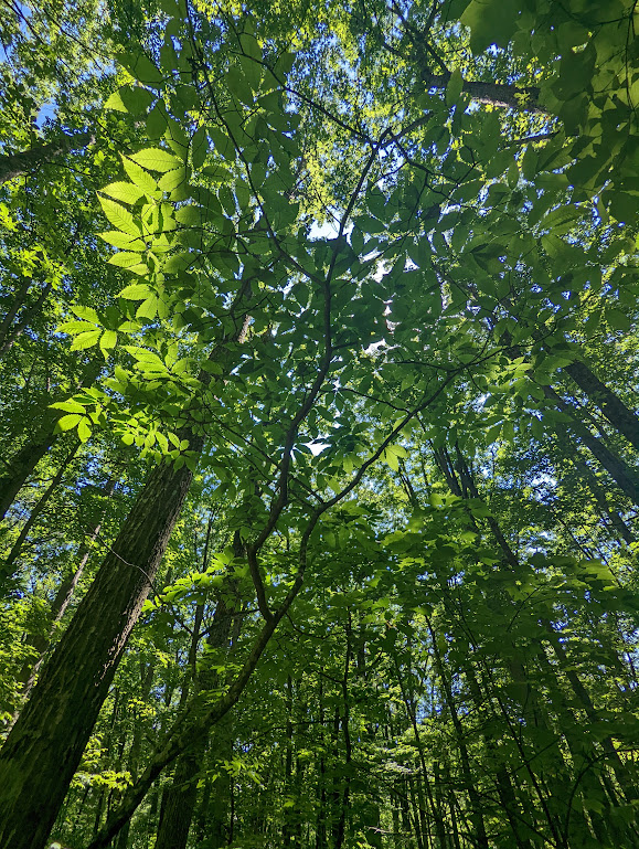 A vertical image with the camera pointing upward into the forest canopy. The trunks are dark, appearing to lean in toward the center because of the camera angle. Sun causes many of the leaves to glow bright green. 