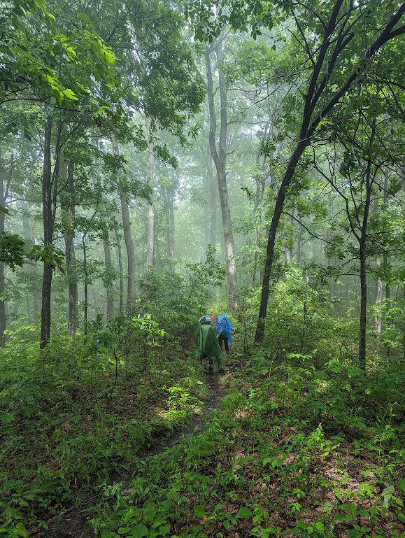 Laura and Hobz, in the distance, walk down the trail away from the camera wearing their rain gear. They are surrounded by bright green undergrown and towering trees. Sunbeams filter through, providing more green light. Only the smallest patches of sky can be seen between branches.
