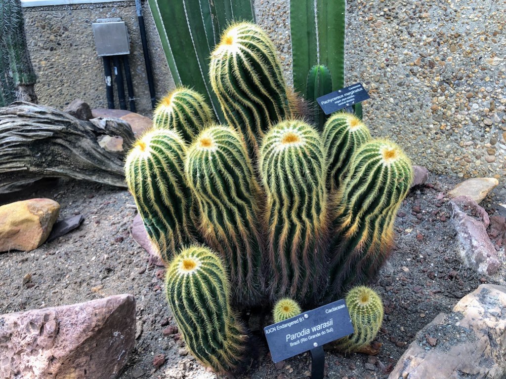 A group of Parodia warasii cacti fill the center of the frame. The cacti are cylinder-shaped with stripes of spines running from bottom to top. Ripples in the lines of spines give the photographer the impression that the cacti are dancing.