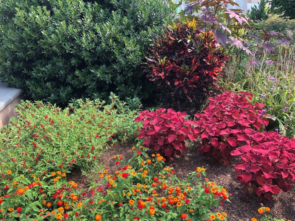A flower garden with foliage in many different colors, including dark green, bright green, red, and a patch of orange-and-red flowers. 