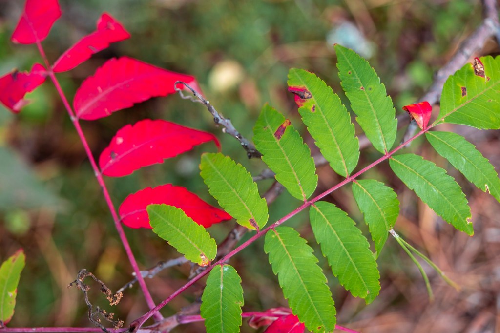 Two branches of sumac cross, one pointing to the upper left corner of the photo, the other to the right. The left-pointing branch bears bright green leaves, the other branch bears leaves so red they almost glow. 