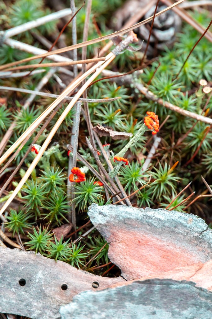 A closeup photo of small spikey clumps of moss with a few longer stalks bearing deep orange clusters of what might be moss flowers. A few pine needles criss-cross the photos. 
