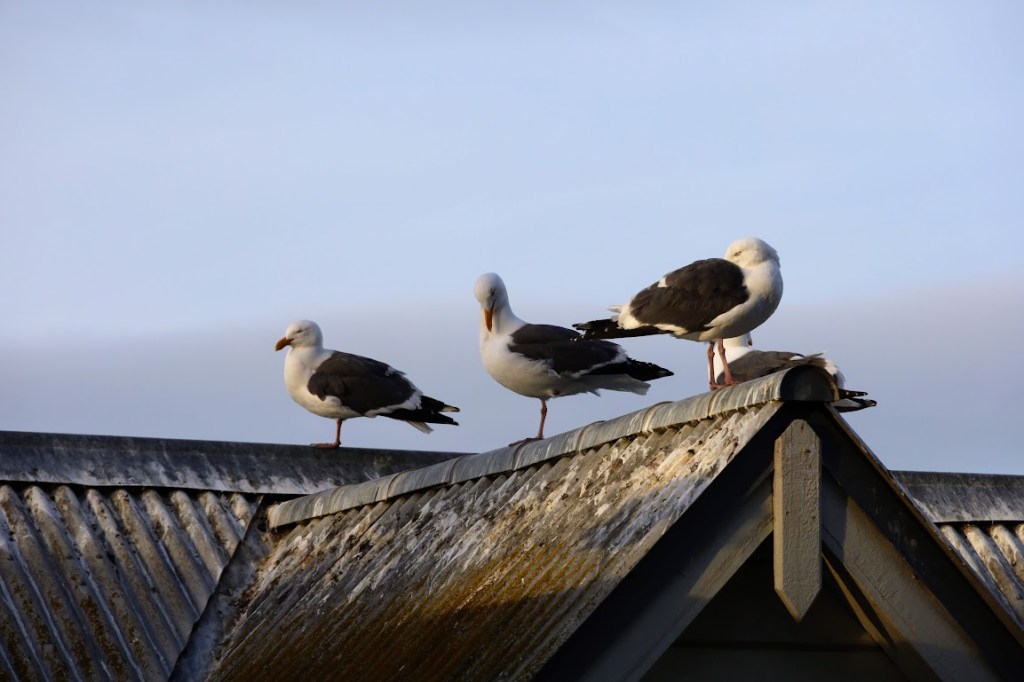 Three gulls perch on the peak of a metal roof. One looks left, one looks down, one has his head nestled into his wing. 