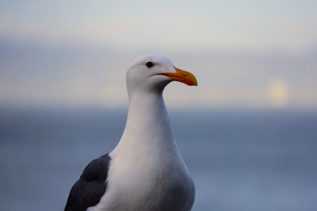 A closeup shot of a gull, head turned to the right for a nice profile. He looks both soft and mean at the same time.