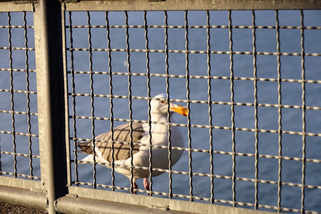 A gull stands behind a metal lattice rail. He regards the camera with a baleful stare. 