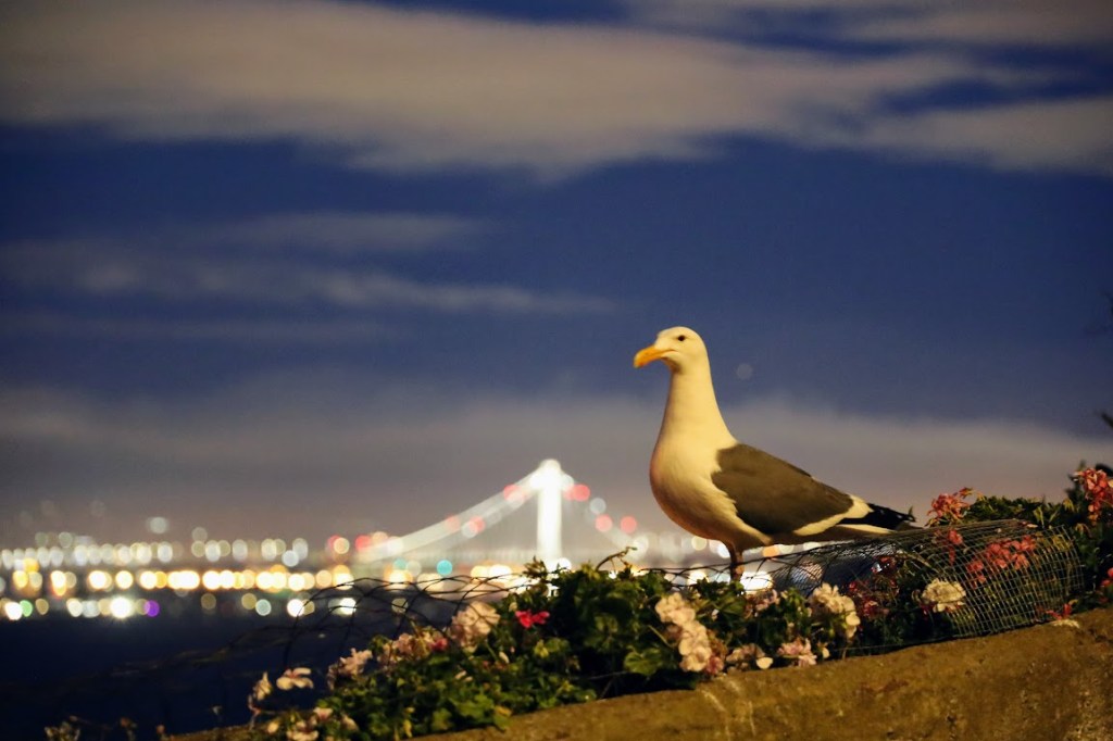 A night time photo with the Bay Bridge and shoreline visible as glowing lights in the background. In the foreground, a gull perches in a flower planter, looking put-upon as he stares over your shoulder.