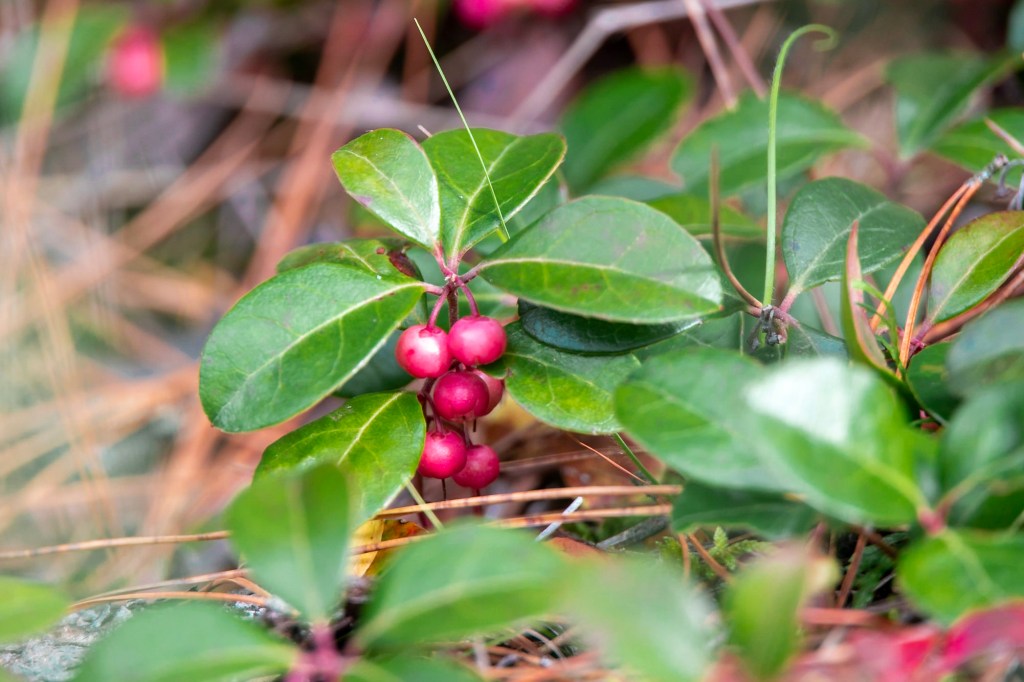 A closeup photo of round pink berries and glossy pink leaves.