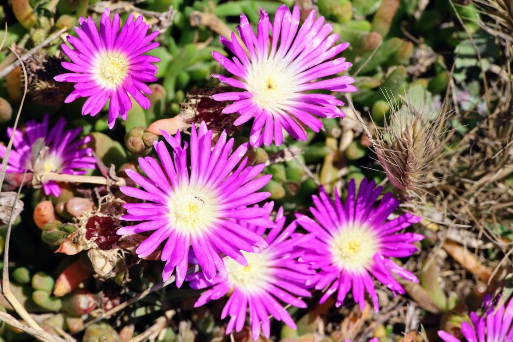 Closeup photo of five flowers with dozens of thin purple petals and a center that fades from white to yellow. Succulent leaves can be seen behind and between the flowers.