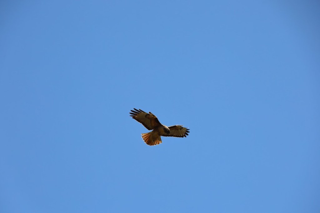 A photo entirely composed of blue sky with a hawk in the center, wings wide and tail fanned out, head tilted toward the ground.
