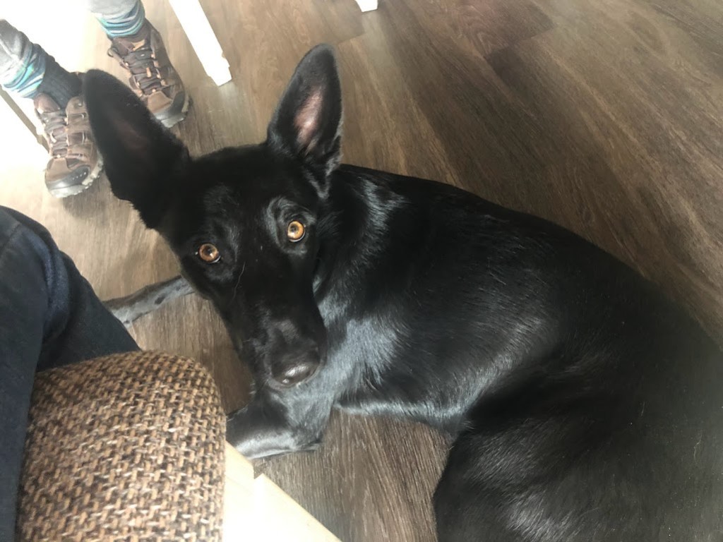 Closeup photo of a black dog lying on the floor looking up at the camera. His ears are ENORMOUS, sticking straight up like a giant bat. His expression has a definite hopeful cast. 